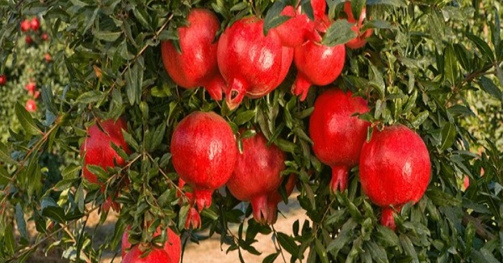 یاقوت سرخ سمنان در بازار جهانی غریب است